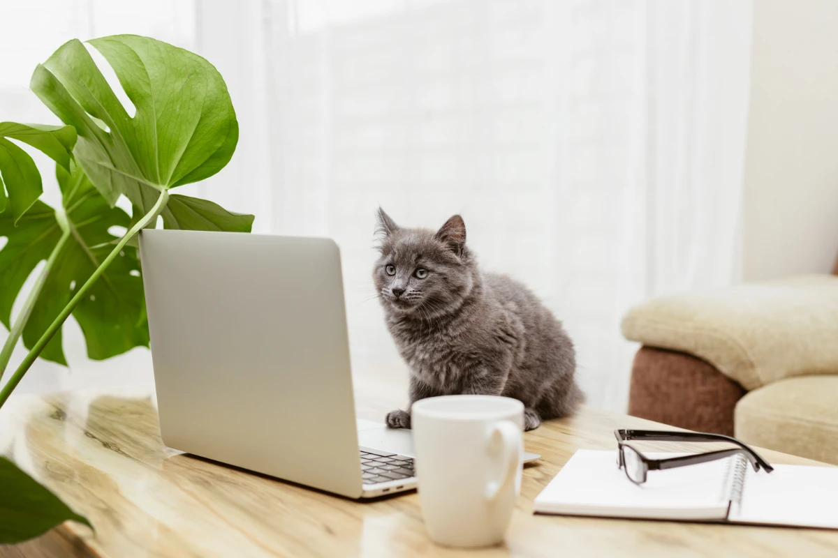 A cat, a kitten sits in front of a laptop and looks at the screen. Remote work