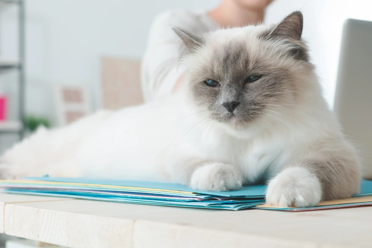 Cat lying down on a desktop
