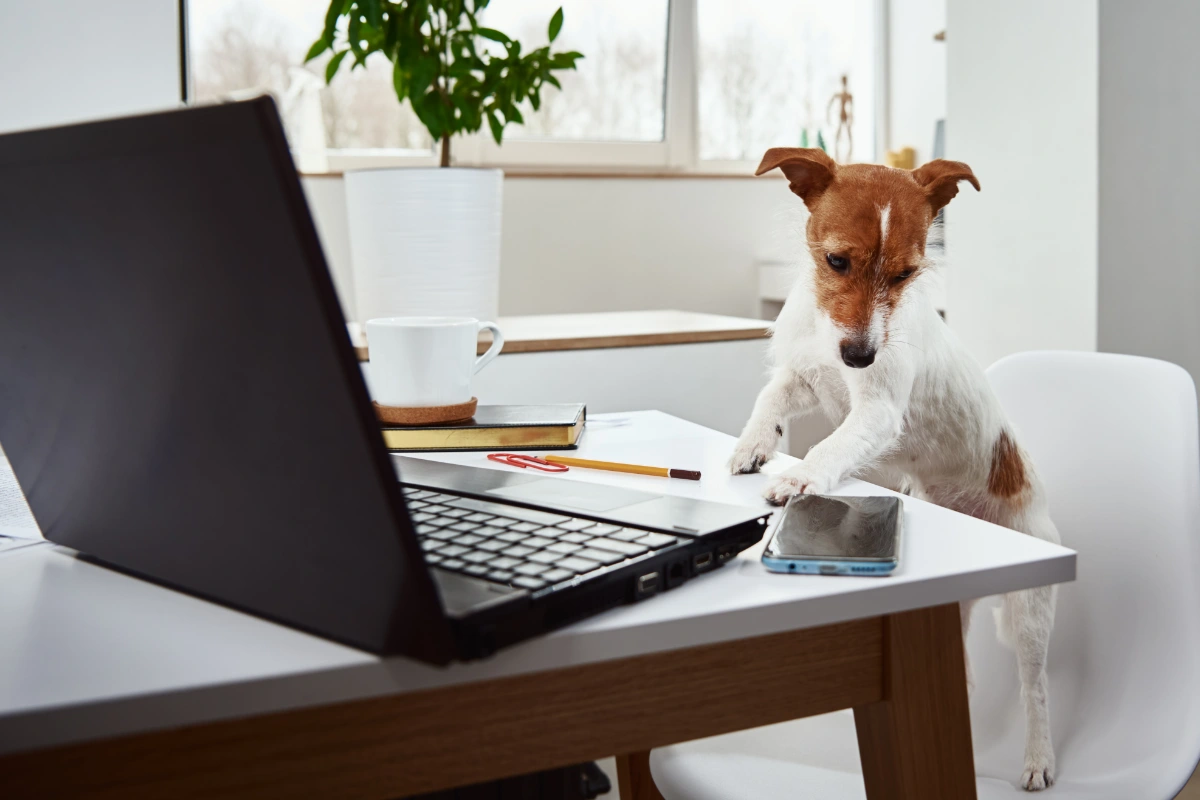 Dog work on laptop at home office. Remote work concept