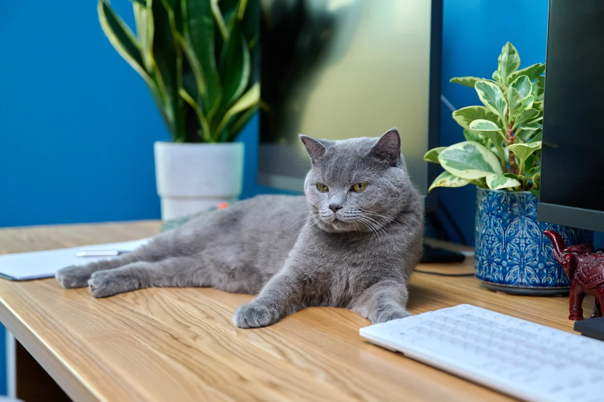 Gray cat lying on the table near computer