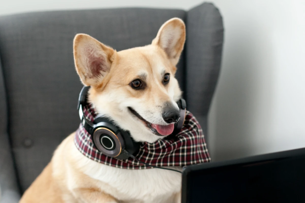 Pets acting like humans, a welsh corgi pembroke dog sitting in the armchair using laptop, phone