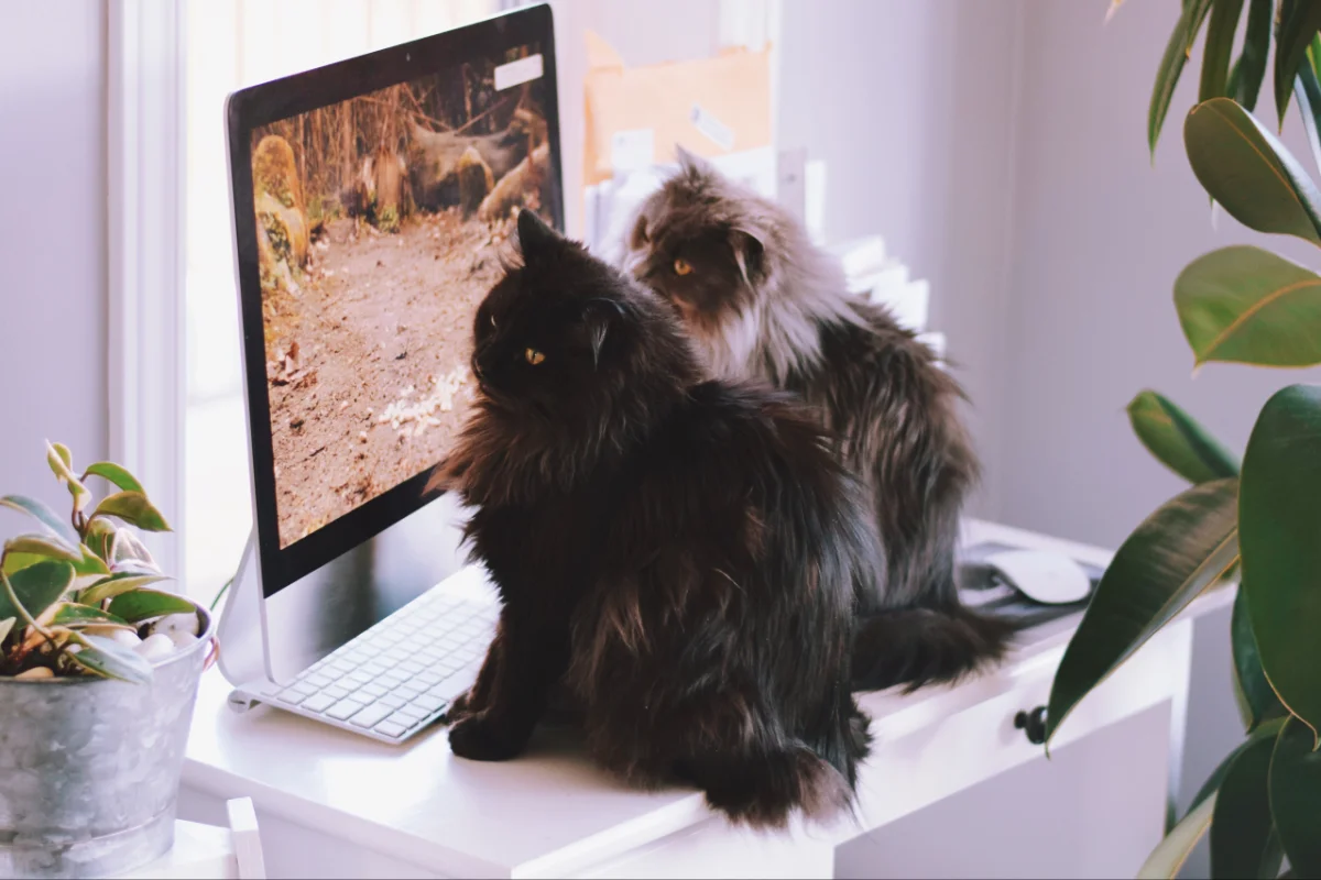 cats are watching cat videos on a computer