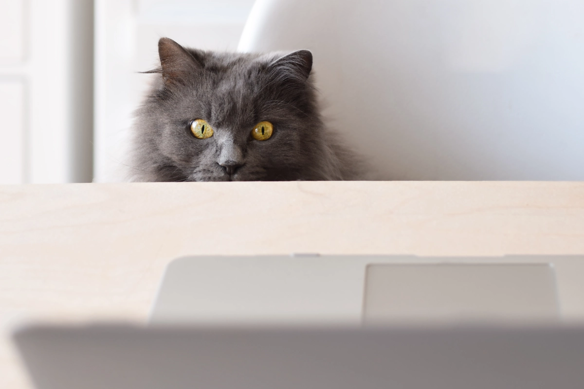 Cat peaking from under desk at laptop computer screen