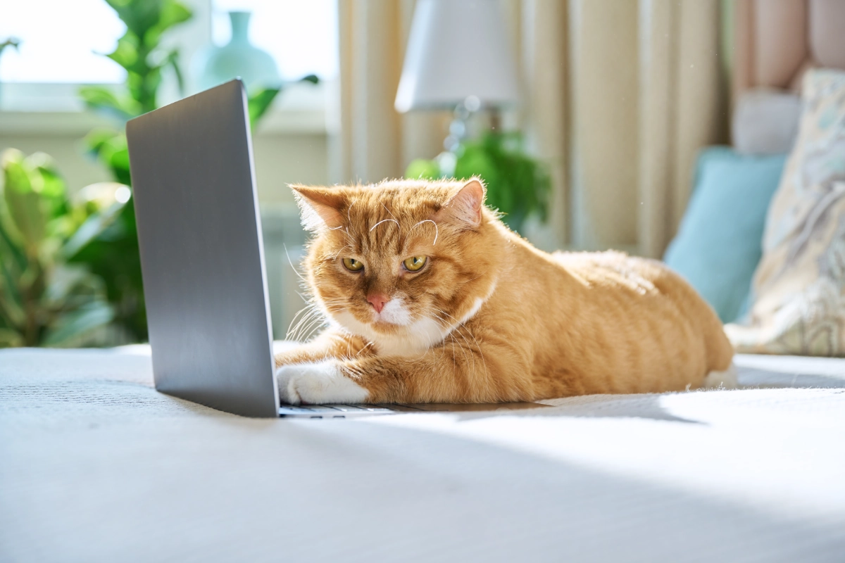 Cat sitting on a laptop