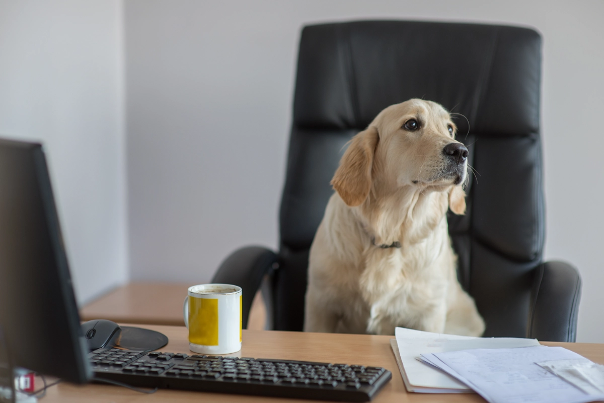 Cute dog yellow labrador golden retriever working in the modern office