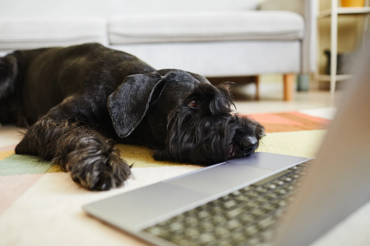 Dog resting on floor in living room