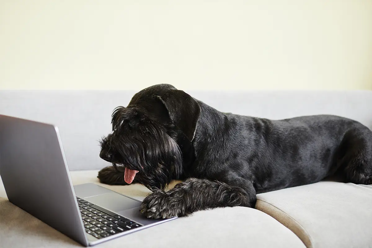 Dog with laptop lying on sofa