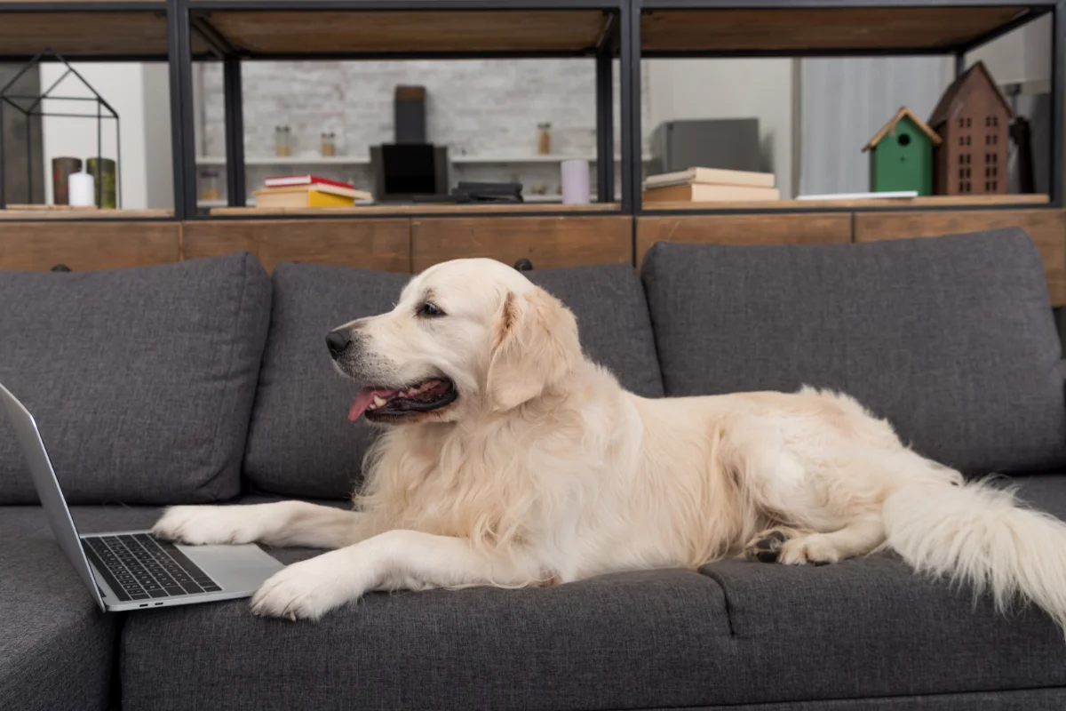 golden retriever lying on couch at home with laptop