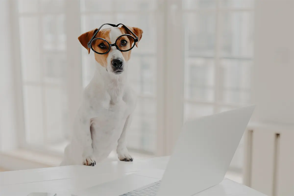 pedigree jack russell terrier wears optical glasses, keeps paws on white office desk
